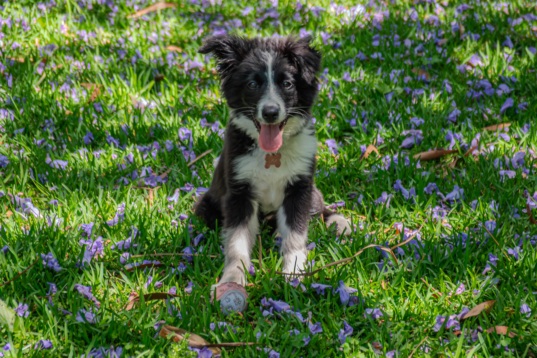 LYLA by Raymond Clack LYLA