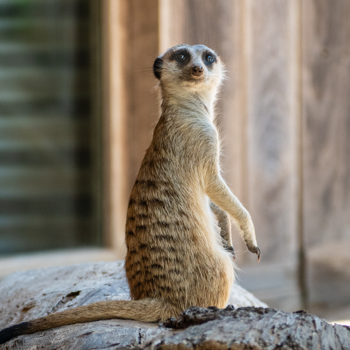 Meerkat 'in the wild' by Alex Dawson Meerkat 'in the wild'