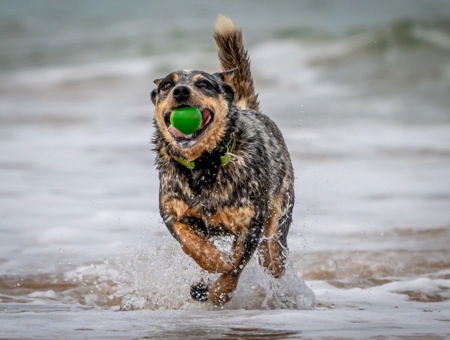 Susanne Souter LAPS AFIAP QPSA