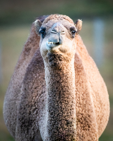 Matt Dawson LAPS QPSA AFIAP