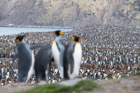 Les Schumer AAPS QPSA GPU CR1