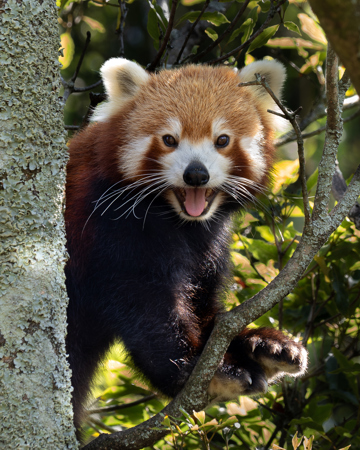 Teresa Tyrrell Nuske