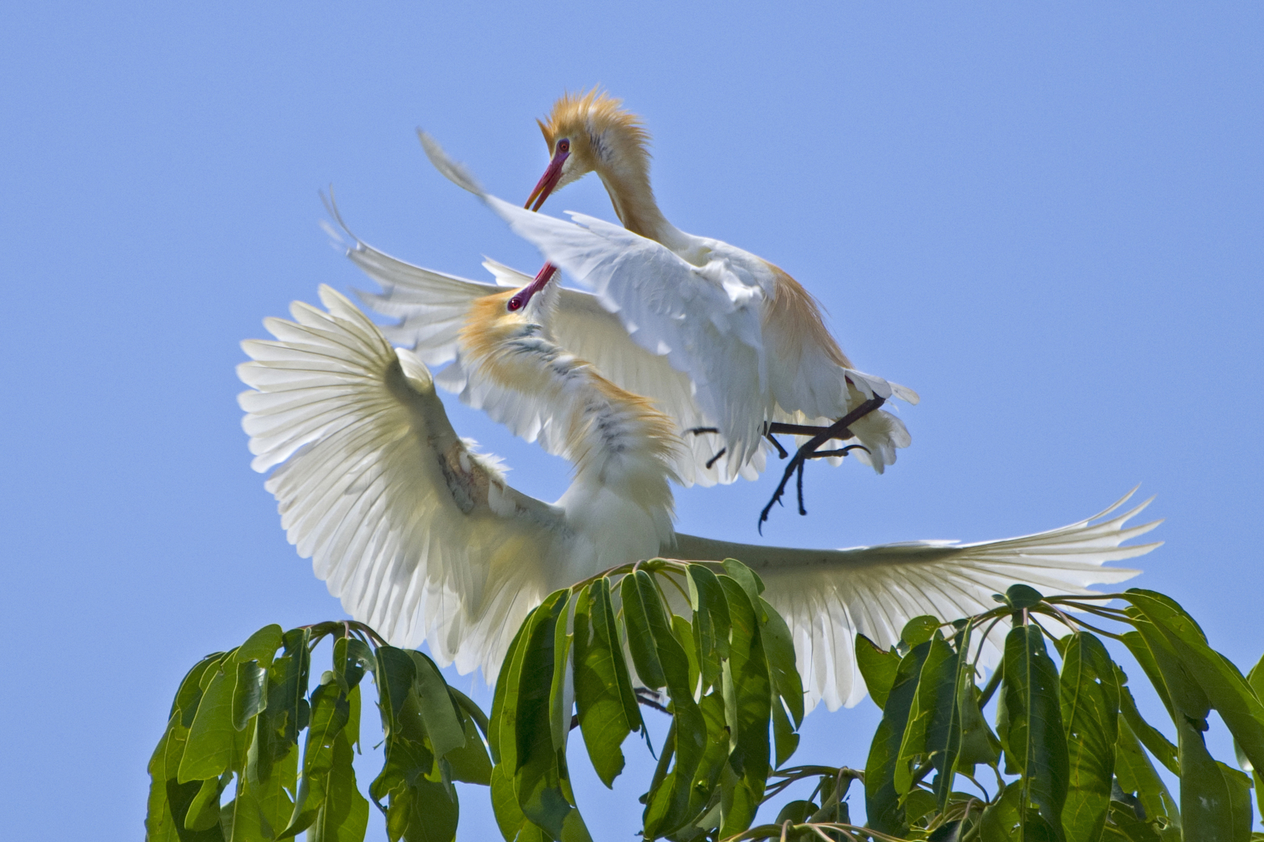 Cattle Egrets Fighting