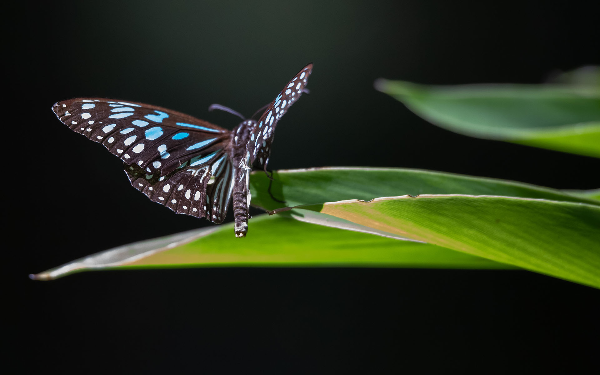 Blue Beauty by Sonia Peterlin Blue Beauty