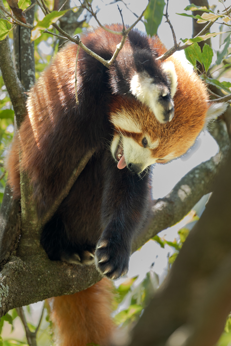 I can see you by Ross Bembrick I can see you