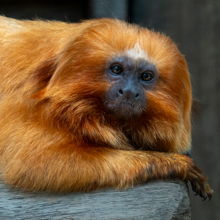 Teresa Tyrrell Nuske