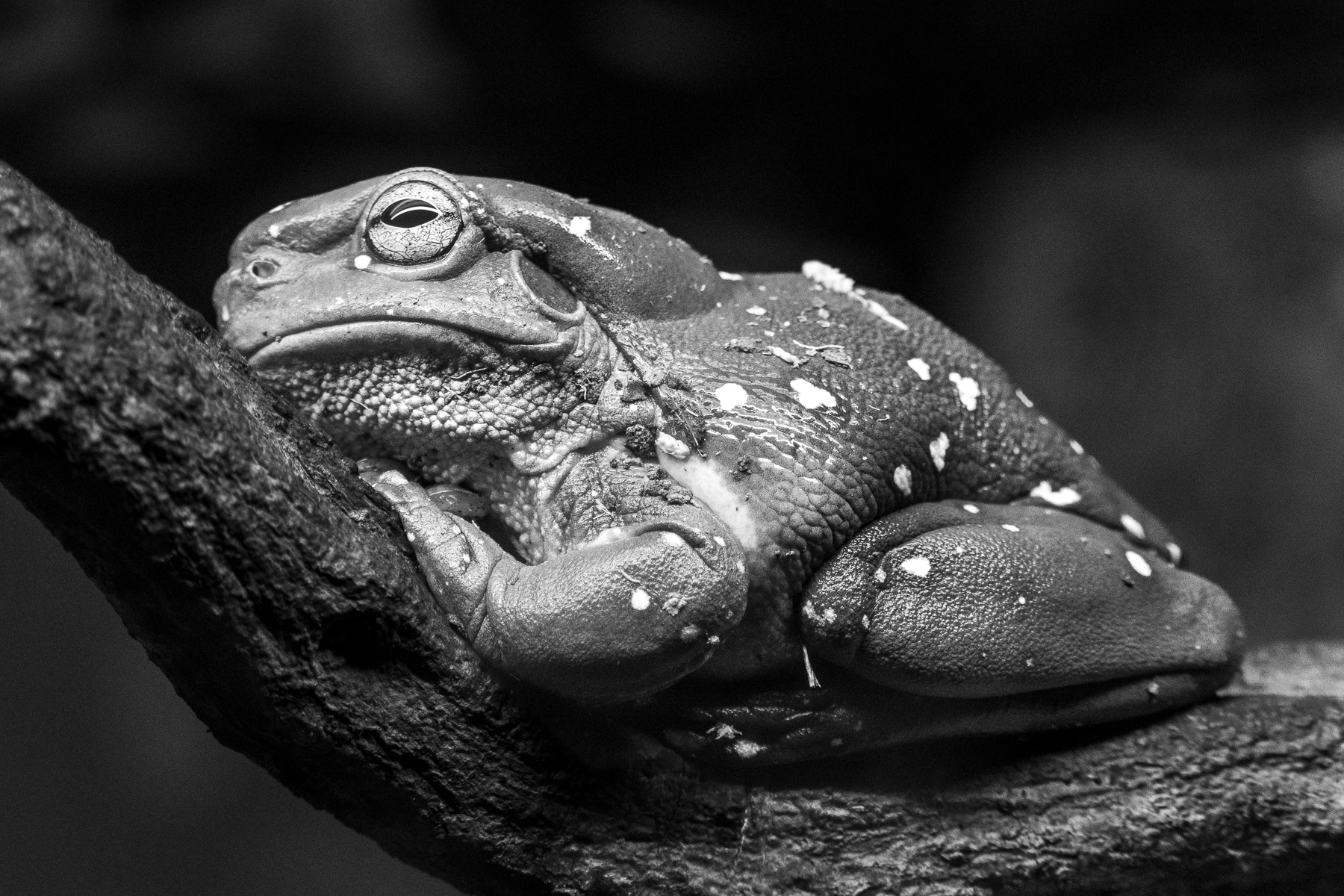 Magnificent_Tree_Frog by Teresa Tyrrell Nuske Magnificent_Tree_Frog