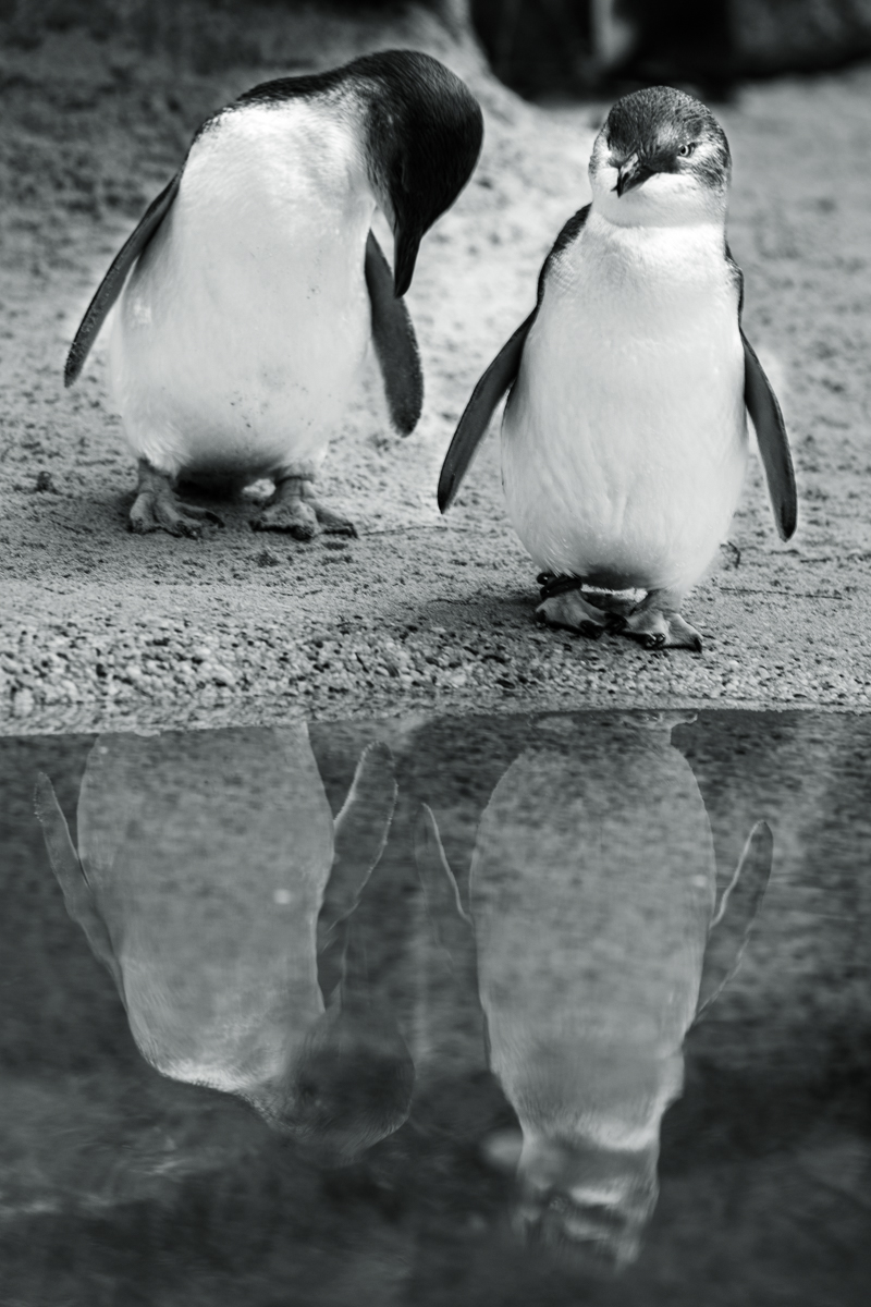 After you Ma'am by Ross Bembrick After you Ma'am