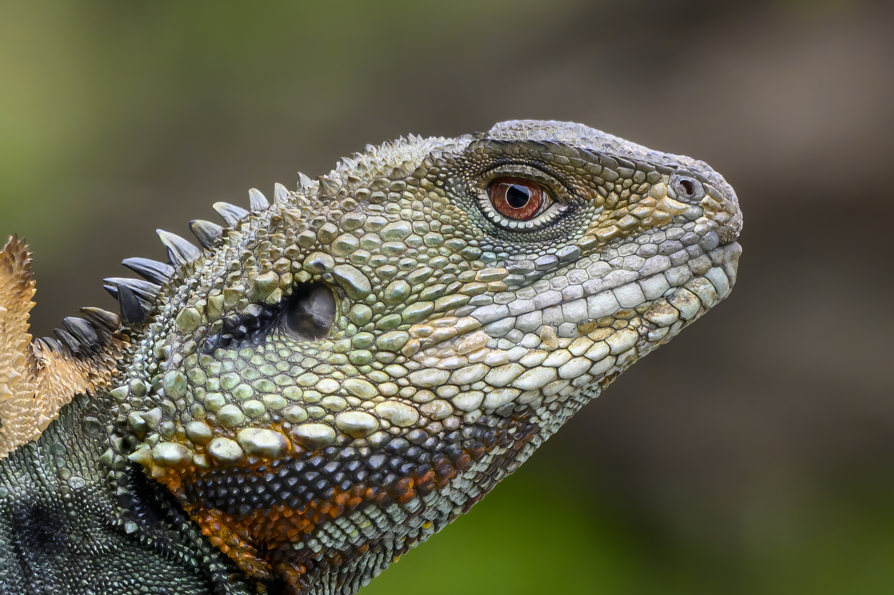Eastern Water Dragon