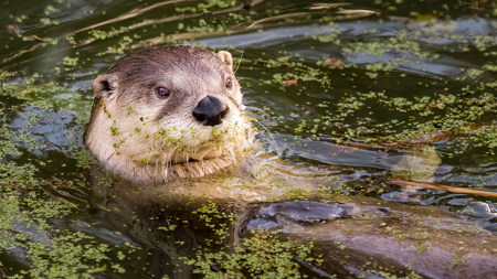 Lawrence Keen (test)