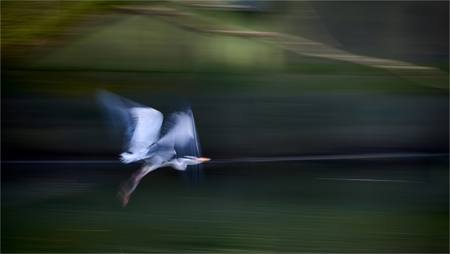 Flight of the Heron
