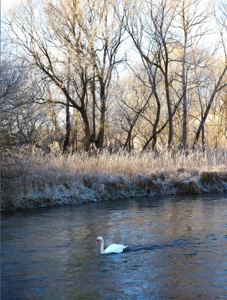 A crisp icy morning on the river Itchen