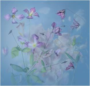 Clematis Cloud