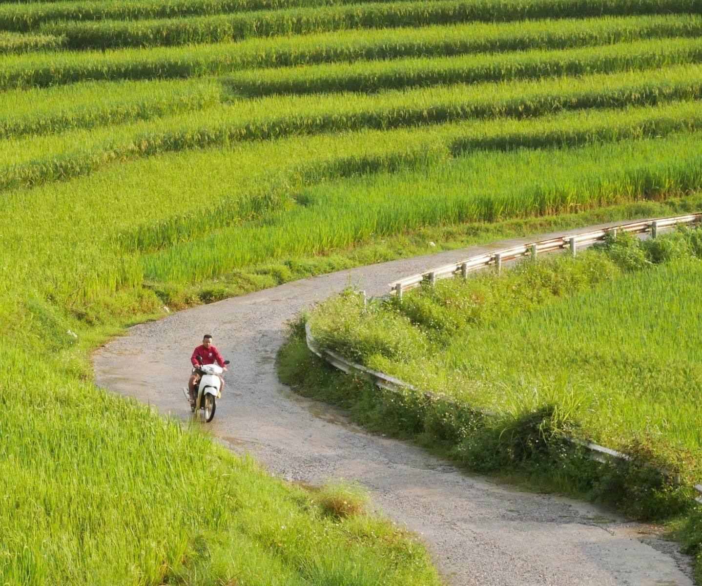 Through the Paddy Fields