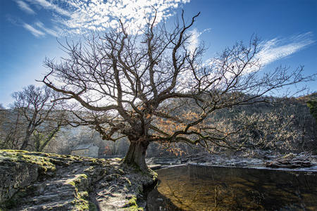 Bronze award: Tree and reflections