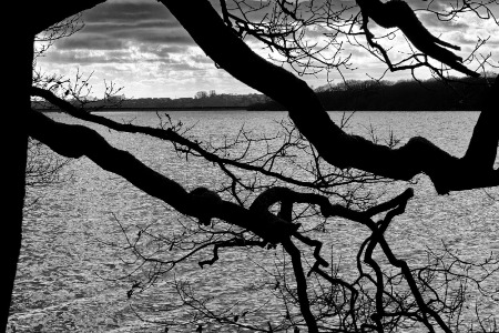 branches reaching out