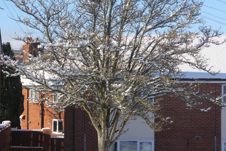 Snow in theTree