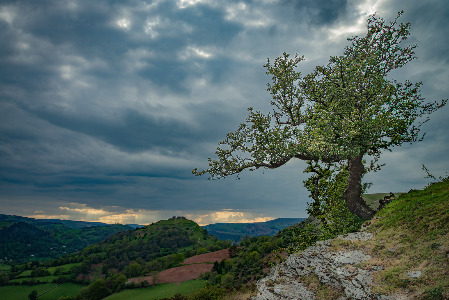 Hawthorn