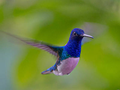 Bronze award: White necked jacobin