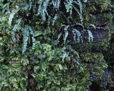 Moss and ferns