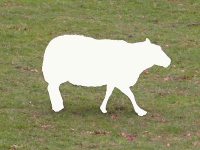 White Sheep