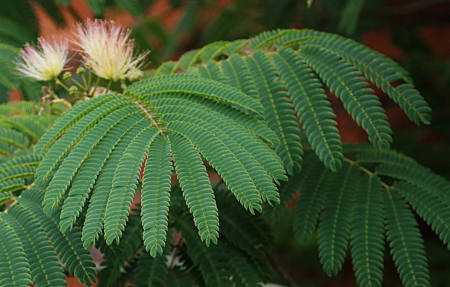 Bronze award Persian Silk TreeTim Benham