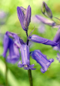 ''Raindrops on Bluebells''
