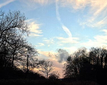 Trees in the evening light