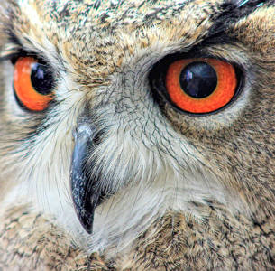 2022-23 season comp Birds