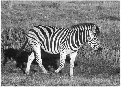 Bronze award: Zebra Walk