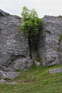 Sheltered in the cleft