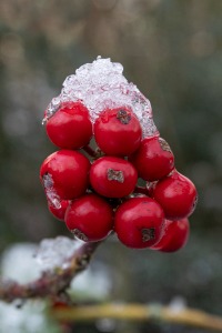 Hawthorn berries
