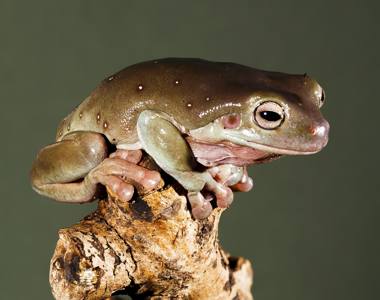 Bronze award: Tree Frog