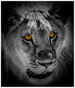 Lion Cub