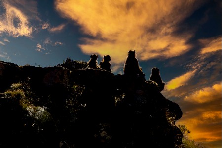Baboon Sunset