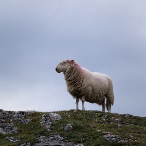The lookout