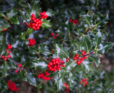 Holly for Christmas