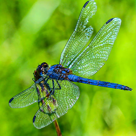 Blue Dragonfly