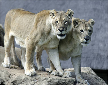 Silver award: We See You