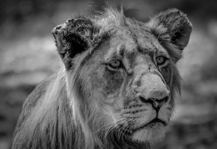 Lioness Portrait