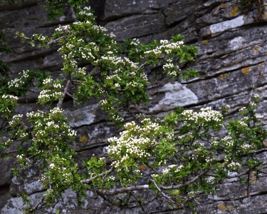 Clinging to the cliff
