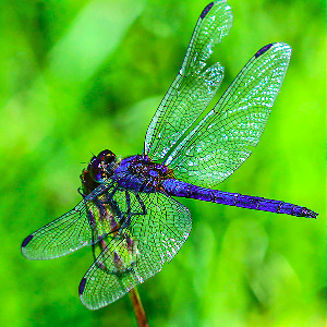 Silver award: Blue Dragonfly