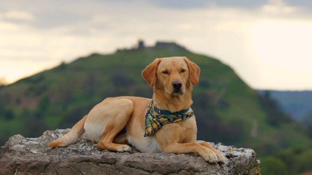Castle Boy, Ranger