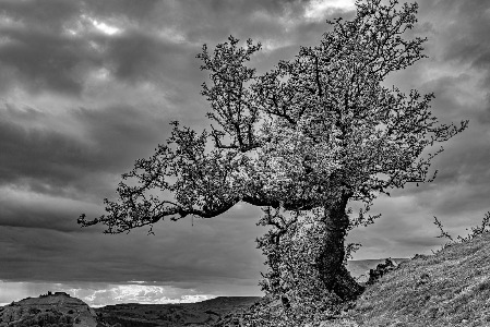 Hawthorn Mono