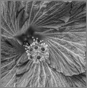 Hibisicus