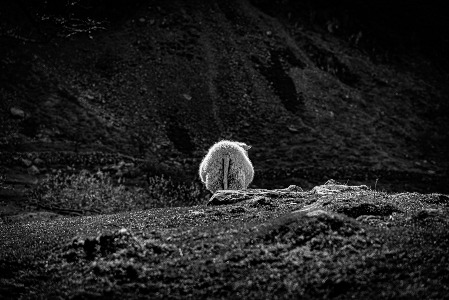 Abergwyngregin sheep - Baa.