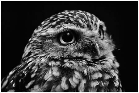 2023-24 Winners Nature in Mono