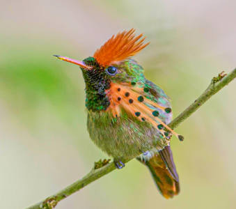 Silver Award: Tufted coquette hummingbird