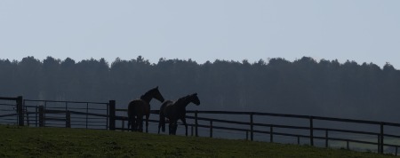 Horses in the late afternoon