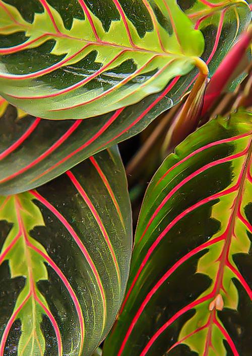 Red veined leaves